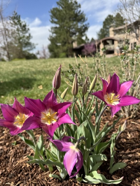 A close-up view of purple flowers.