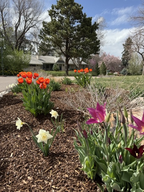 Pockets of spring flowers in mulch with a large cedar tree in the background.
