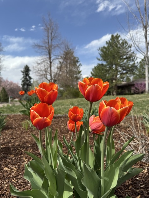 A close-up photo of yellow and red tulips.