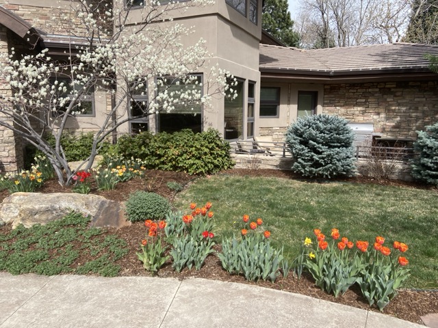 A garden in the front yard of a house showing tulips and a budding pear tree.