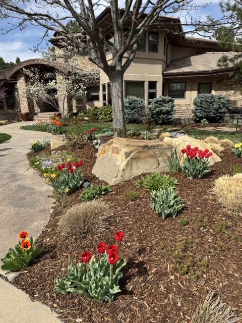 A garden path with tulips, mulch, and established trees.